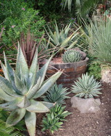 agaves