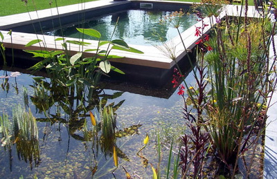 piscine biologique